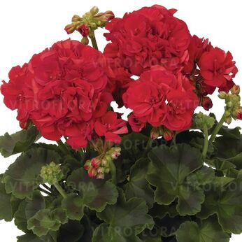 Green Series Robina