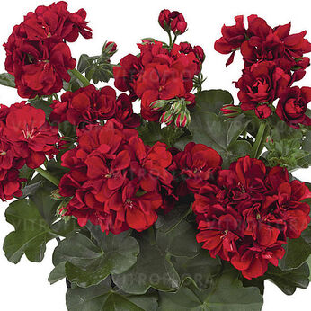 Great Balls of Fire™ Dark Red