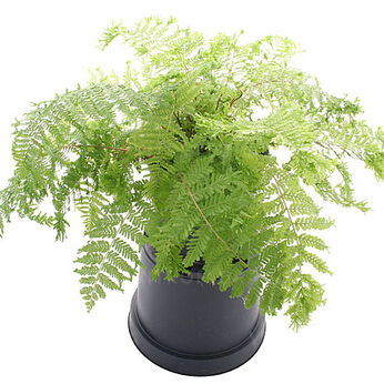 Athyrium filix-femina Vernoniaea Cristatum