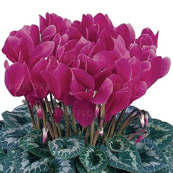 Halios Violet Fonce 2096 (Purple)