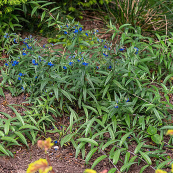 Buglossoides purpurocaerulea