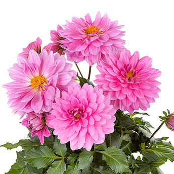 LaBella® Grande Pink