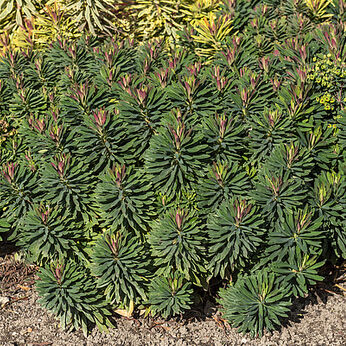 Euphorbia x martinii