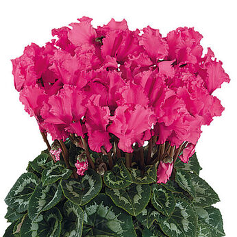 Halios Curly® Rose Indien
