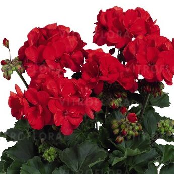 Savannah™ Red