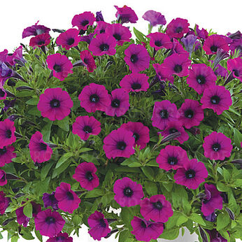 Littletunia Shiraz