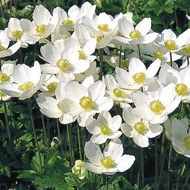 Anemone sylvestris