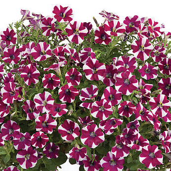 Cascadias Bicolour Cabernet