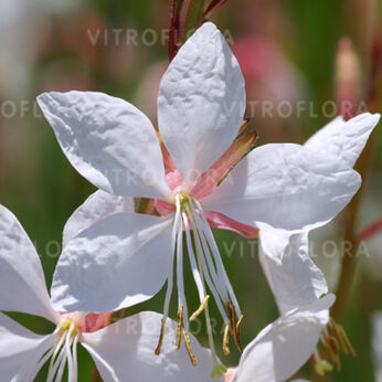 Gaura lindheimeri