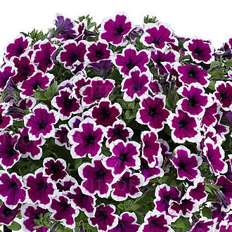 Capella Rim Raspberry