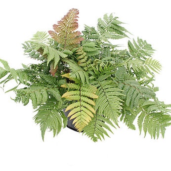 Dryopteris lepidopoda