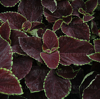 Sun Chocolate Mint
