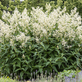 Persicaria polymorpha