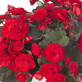 Solenia Red Imp.