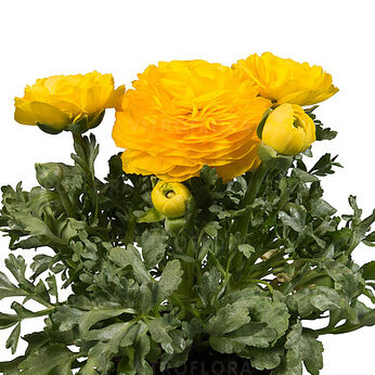 Sprinkles Dwarf Yellow