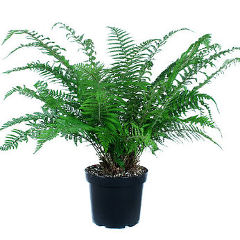 Polystichum setiferum Dahlem