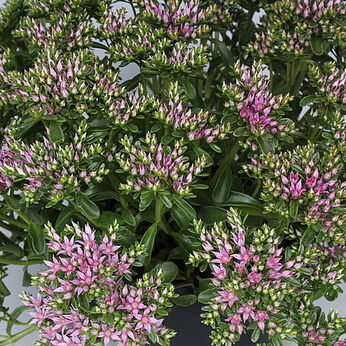 Splendens