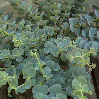 Sedum sieboldii