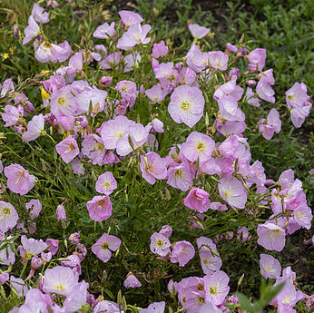 Siskiyou Pink