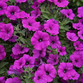 Bubbles Purple