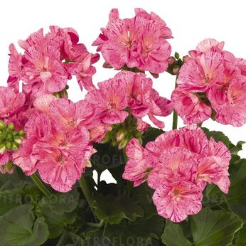 Survivor Pink Batik