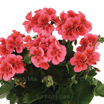Trendix Dark Green Hot Coral