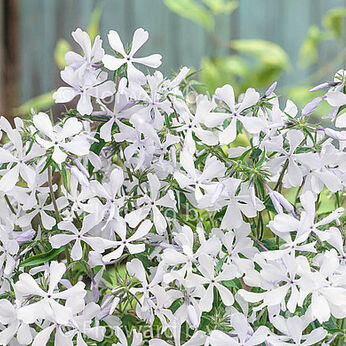 May Breeze