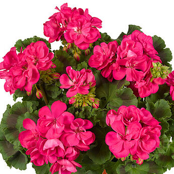 Trendix Neon Pink