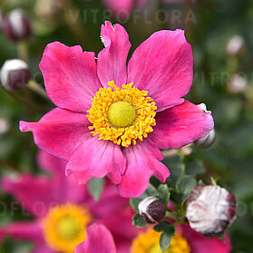Summer Breeze Vibrant Pink