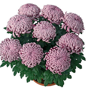 Malabar Violet