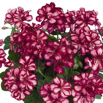 Great Balls of Fire™ Burgundy Blaze