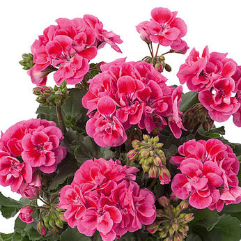 Trendix Dark Green Rose Eye