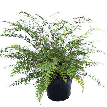 Athyrium minimum