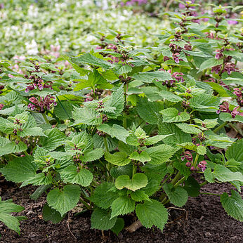 Lamium orvala