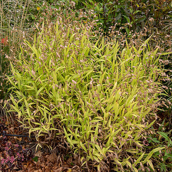 Chasmanthium latifolium