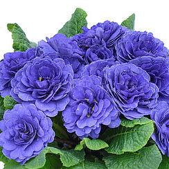 Prima Belarina Blue Champion