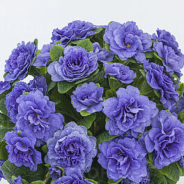 Prima Belarina Blue Bird