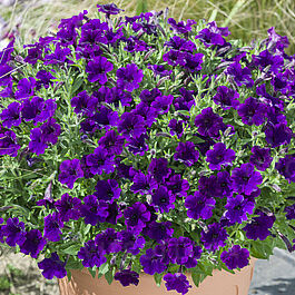 Bubbles Violet Blue