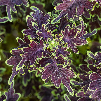 Raja Chocolate Mint