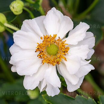 Anemone 2022-22