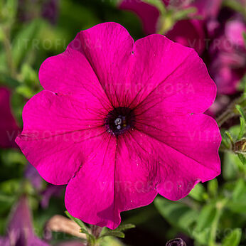 ColourCloud Purple