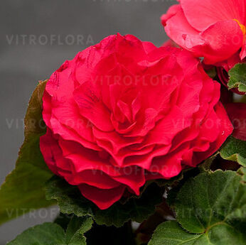 Nonstop Deep Rose
