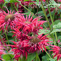 Gardenview Scarlet