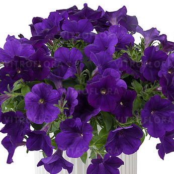 Capella Indigo Imp.