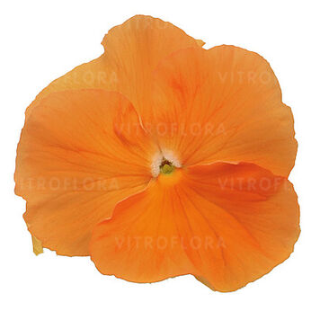 DeluXXe Orange