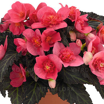 I'CONIA First Kiss Hot Pink
