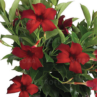 Flordenia Red Velvet