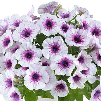 Capella Purple Veins