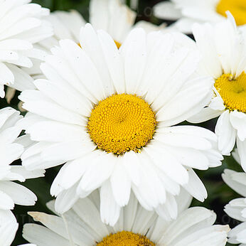 Sweet Daisy™ Christine