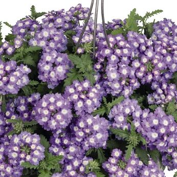 Empress™ Sun Lavender Charme